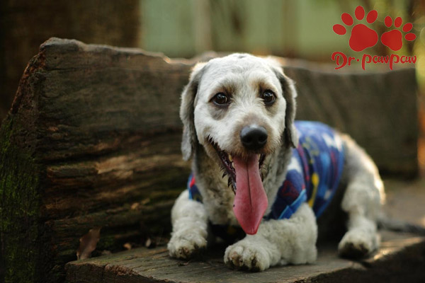 狗狗丘疹性皮炎的症状及治疗方法