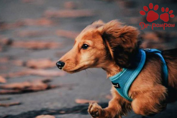 金毛这几种皮肤最容易感染皮肤病