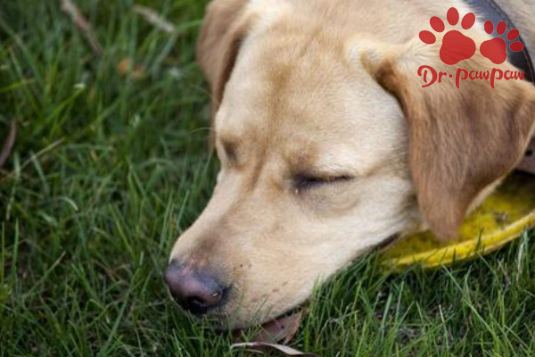 狗狗蘑菇中毒的症状与治疗方法