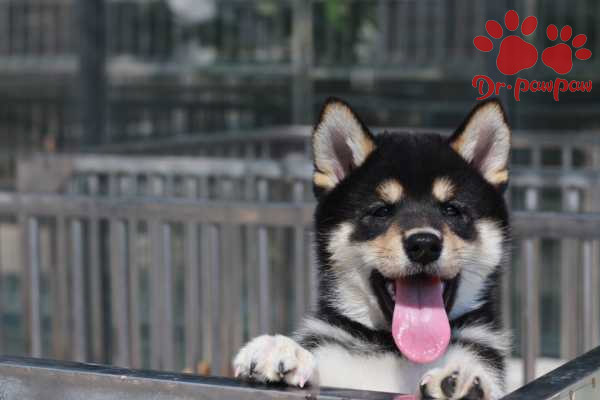 搜索 狗狗脱毛