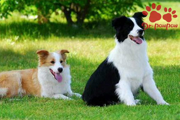 狗脓皮症和真菌的区别