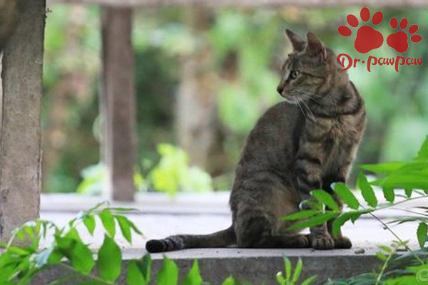 猫心脏病症状有哪些，猫心脏病怎么检查
