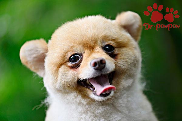 宠物狗皮炎湿疹怎么治 宠物狗皮炎湿疹的治疗方法