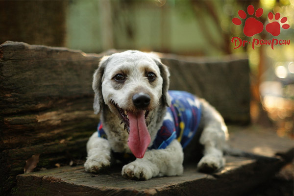 宠物皮肤病 二 湿疹 过敏及细菌感染性皮肤病