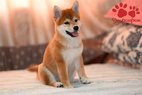 金毛拉肚子怎么办 金毛拉肚子的原因