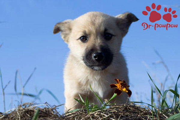 鼻出血 犬猫 爪爪博士