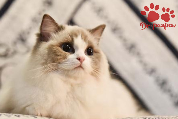 猫猫眼睛红肿睁不开是什么原因导致的？