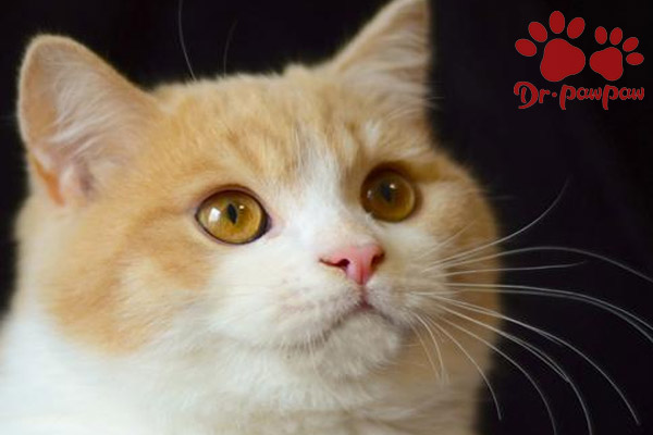 猫流黄鼻涕应该吃什么药？
