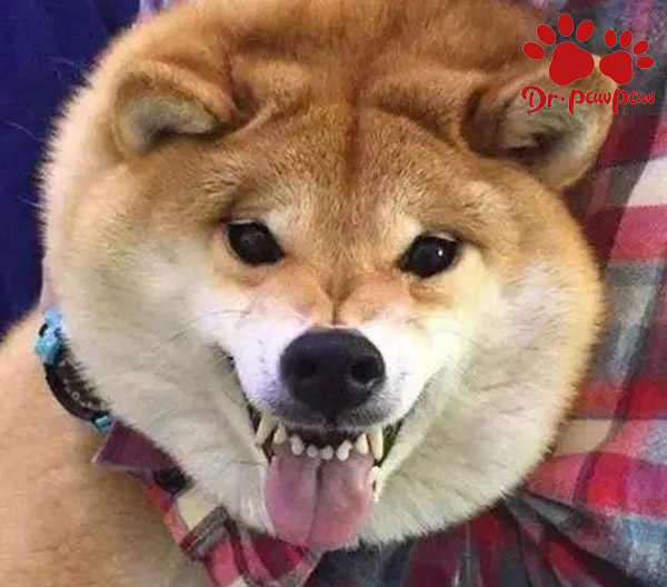 狗感冒后一直呕吐怎么办 爪爪博士