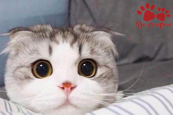 小猫眼睛浑浊是什么原因？