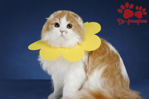 怎么预防猫咪泌尿系统疾病？