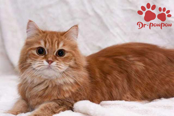 猫咪下泌尿系统问题包含哪些疾病？有什么症状？