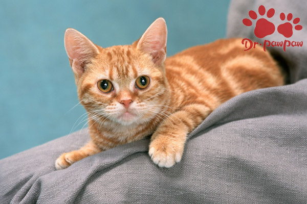 猫咪出现下泌尿系统疾病的原因及预防方法