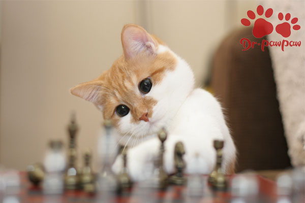猫感冒吃什么药