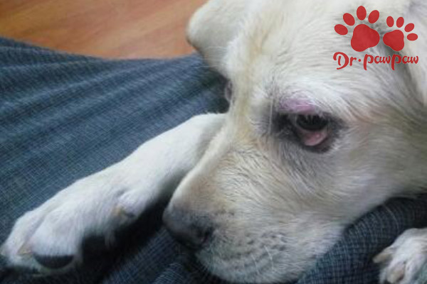 犬猫桡神经麻痹