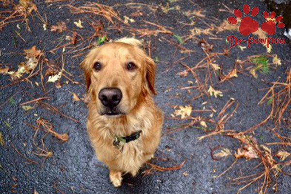 犬猫胰岛素分泌过多症 爪爪博士 犬猫胰岛素分泌过多症 爪爪博士