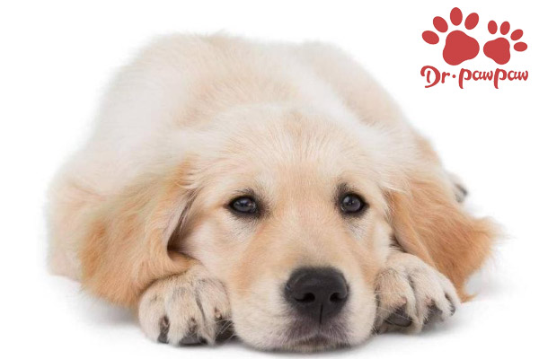 犬猫寻常性天疱疮