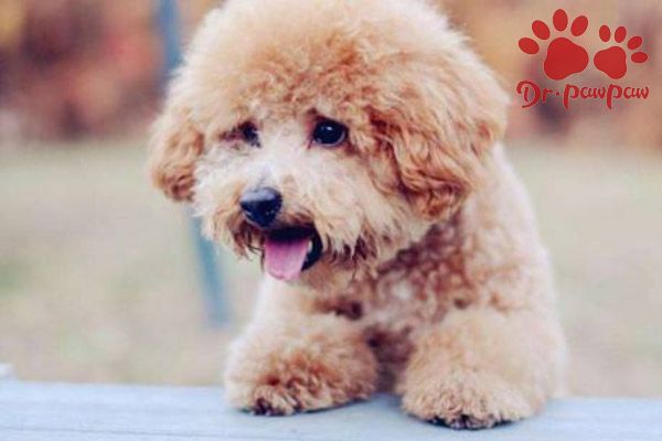 犬猫落叶性天疱疮