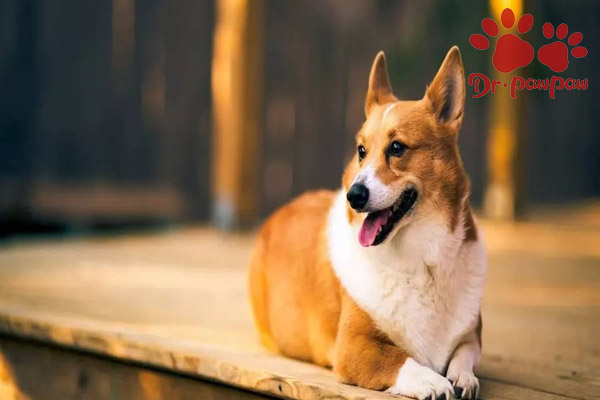 犬猫创伤