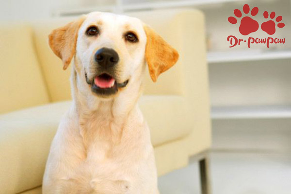 狗狗外耳炎的治疗及预防方法
