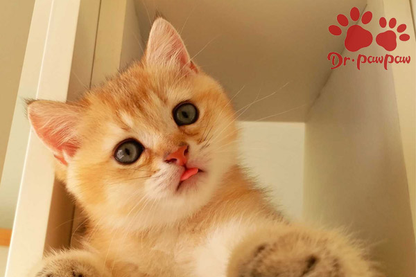 猫身上有寄生虫有哪些表现 爪爪博士