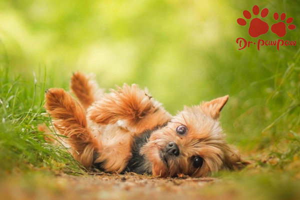 导致狗狗发抖的原因有哪些