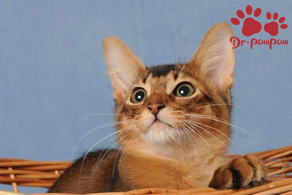 猫咪轻微发抖是什么原因？