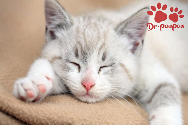 猫身上有皮屑怎么治 用什么药 爪爪博士