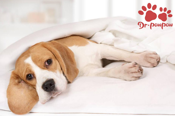 市区町村著作権嵐犬骨折症状スキャンダラス劇的名前を作る