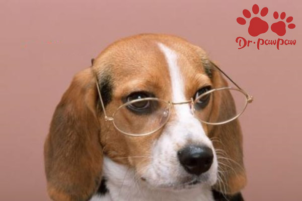 狗狗过敏性皮炎怎么治，擦什么药管用？