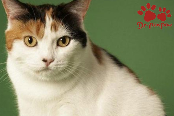 怎么治疗猫慢性肝炎？
