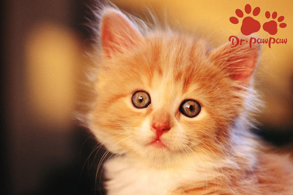 猫咪胰腺炎会有生命危险吗？