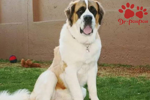 狗狗丘疹性皮炎的症状及治疗方法