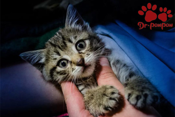 猫咪也会得心脏病