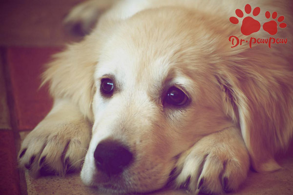 狗扁桃体炎和狗咽炎有什么区别？治疗方式