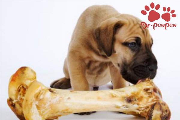 狗口腔溃疡是什么引起的？应该怎么处理？