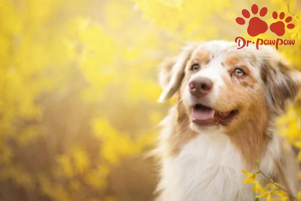 狗狗骨折了怎么办