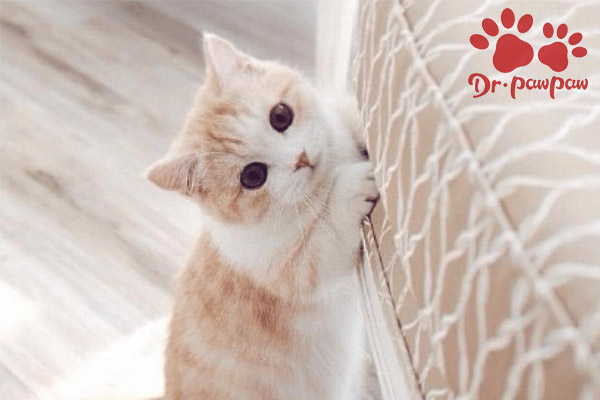 猫白内障该怎么治疗