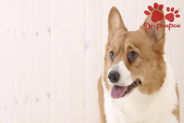 狗狗肾衰有什么表现，应该如何治疗？