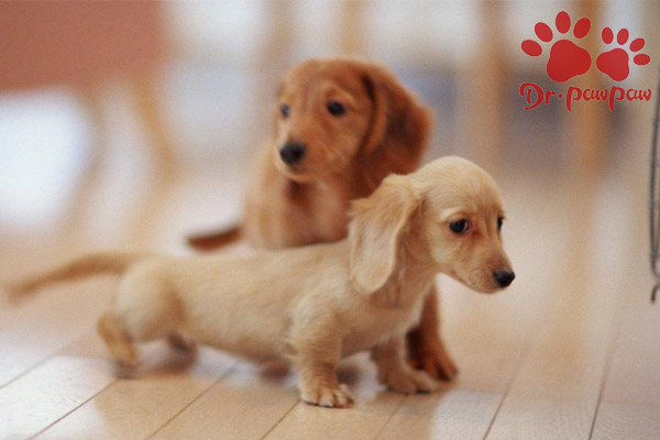 犬类急性肠炎的病因有哪些？有什么症状？