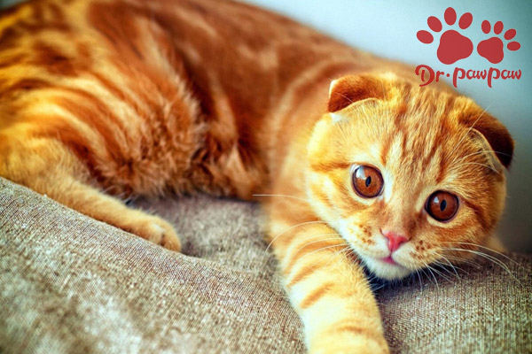 猫急性肾炎的症状以及治疗方法