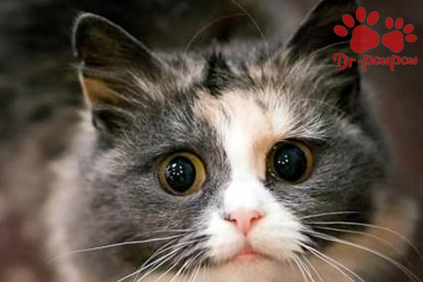 猫咪鼻子长黑斑 爪爪博士