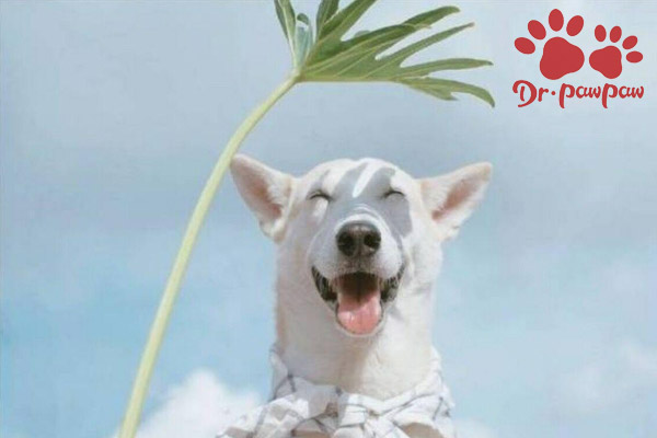 狗狗干呕吐白沫是怎么回事 吃什么药能好