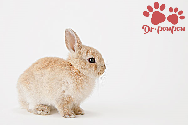 兔子发烧的症状有哪些？怎么确定兔子是否发烧？