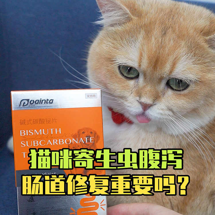 猫咪肠道寄生虫感染导致腹泻怎么办？