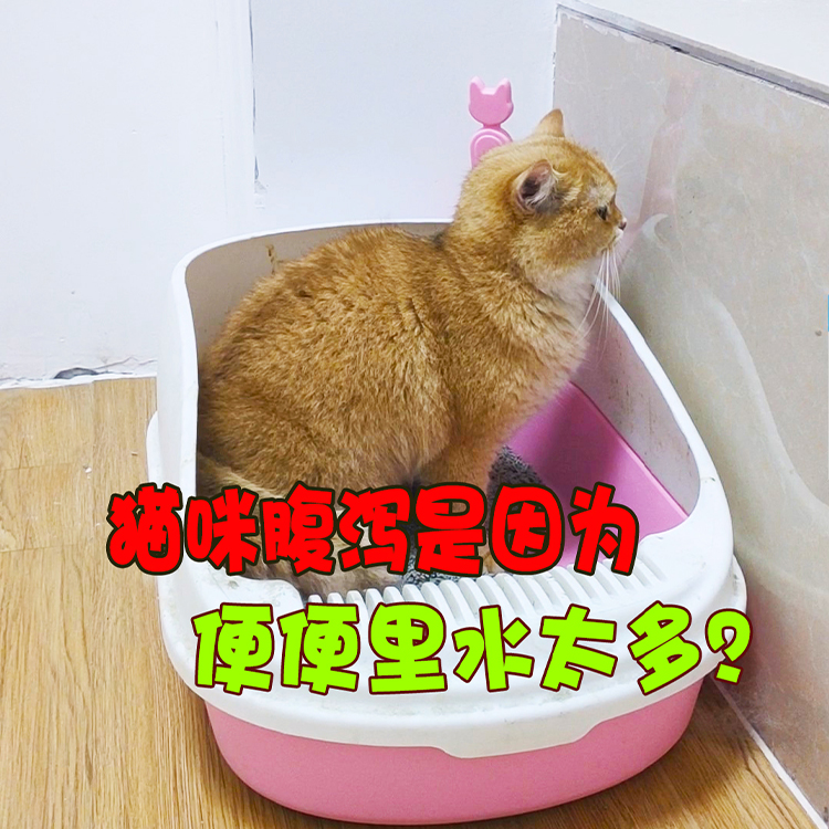 猫咪腹泻是因为便便里水太多？