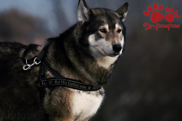 聊聊狗狗的睡眠问题