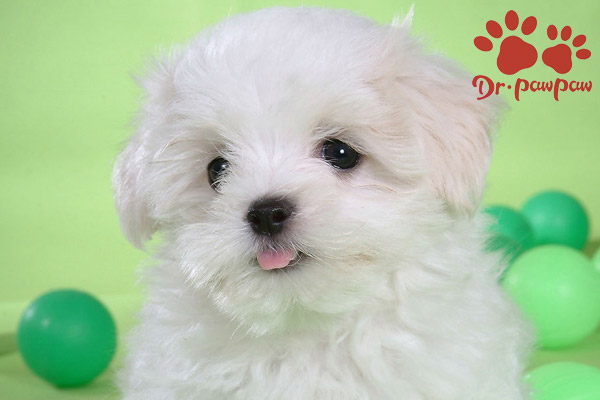 幼犬刚刚领回家需要注意哪些问题 爪爪博士