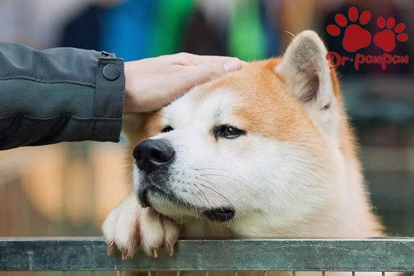 狗狗经常咳嗽而且食欲不佳 这是为什么 爪爪博士