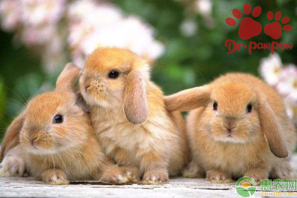 荷兰侏儒兔&荷兰垂耳兔&荷兰兔